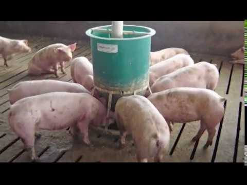 Video: Paano Gumawa Ng Isang Feeder Trough