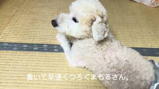 #新潟県 #上州苑 わんこと泊まれる宿 弥彦温泉