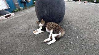 猫。ぬこ。港