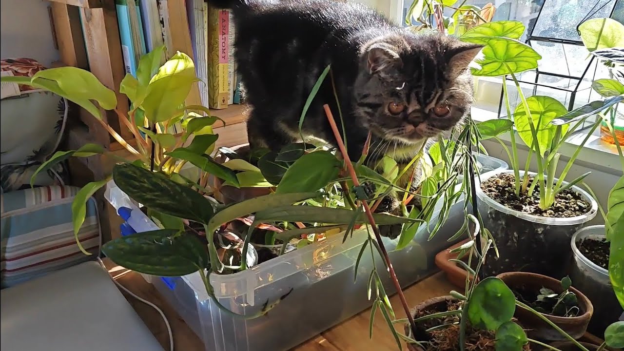 slow morning / plants care with my kittens slow morning / plants care with my kittens