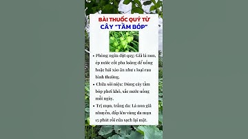 CÂY TẦM BÓP  VỊ THUỐC QUÝ TRONG VƯỜN NHÀ, ÍT AI BIẾT! #dsdaiminh