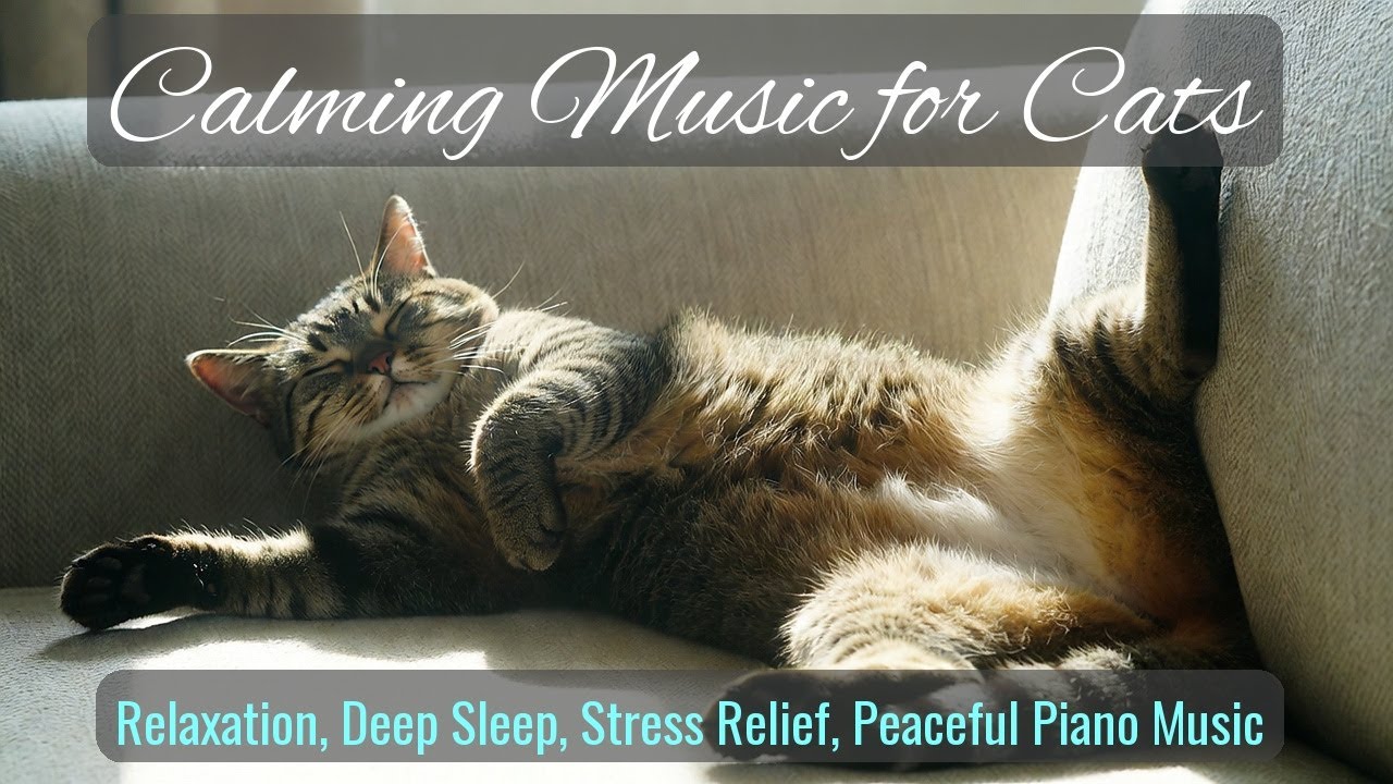 LIVE Peaceful Cat Nap Video for Stress Relief 💤 | Season 68