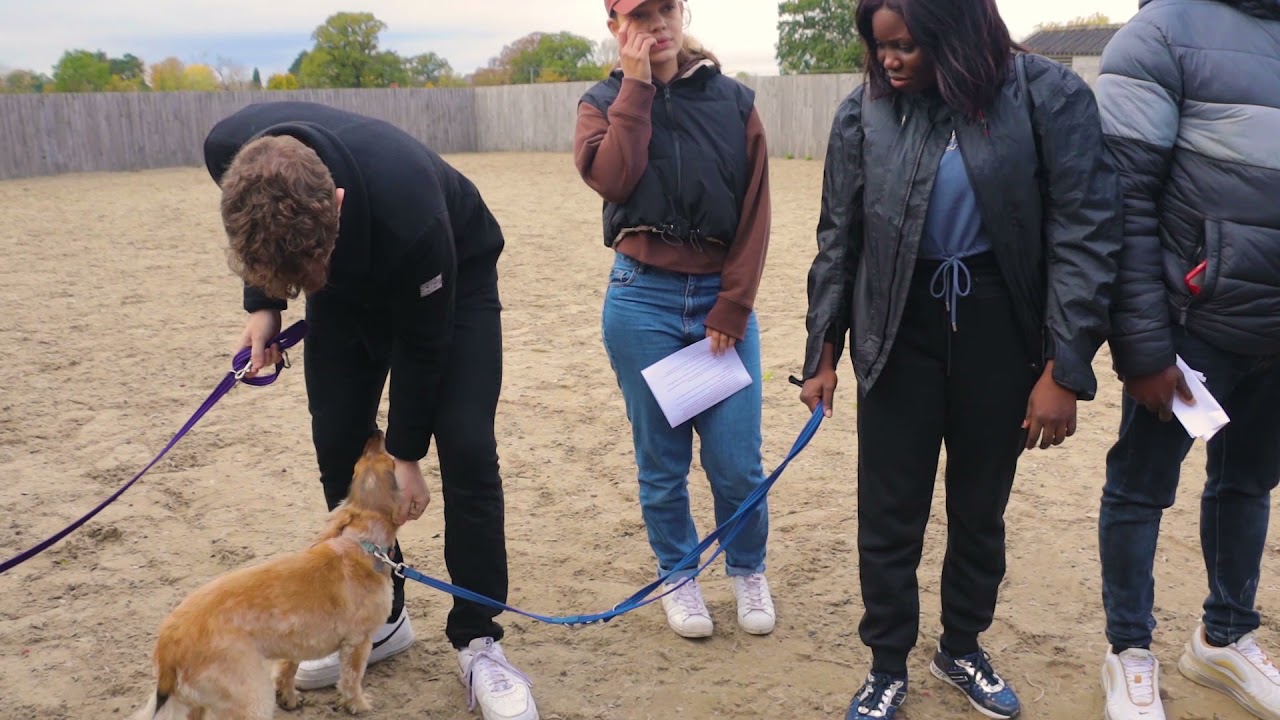 Visit To The Equine Unit