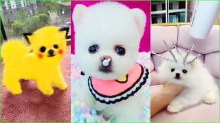 Tik Tok Chó Phốc Sóc Mini 😍 Funny and Cute Pomeranian #279