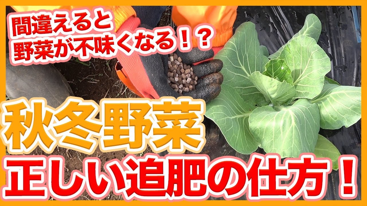 How to properly fertilize autumn and winter vegetables taught by a