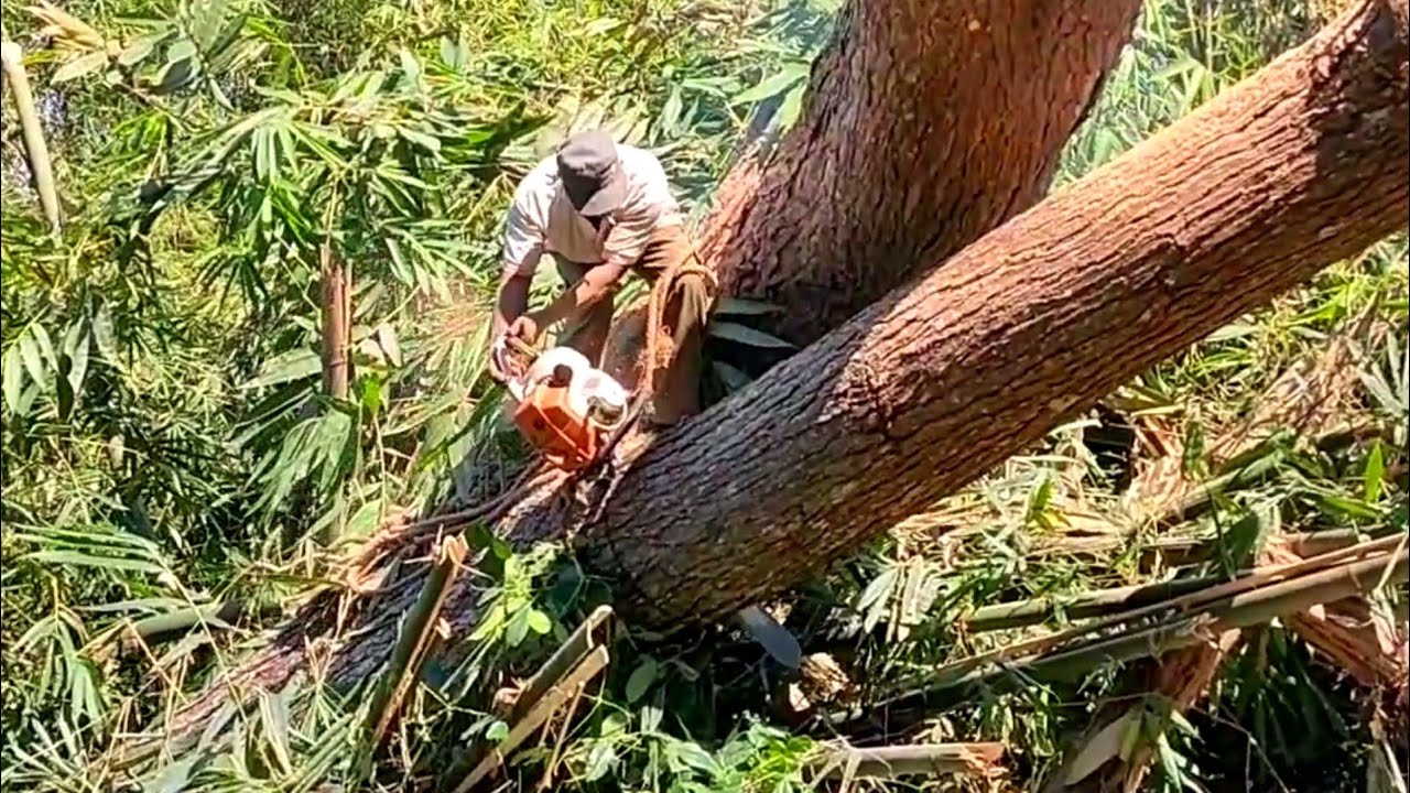 Dangerous, cutting and evacuating trembesi trees on the edge of a ...