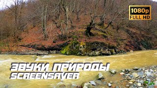 Живая природа - Река | Звуки природы | Звуки реки | Шум воды | Релаксация | Белый шум | Заставка ТВ