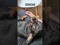 抱っこ#ミニピン #犬のいる生活 #抱っこ
