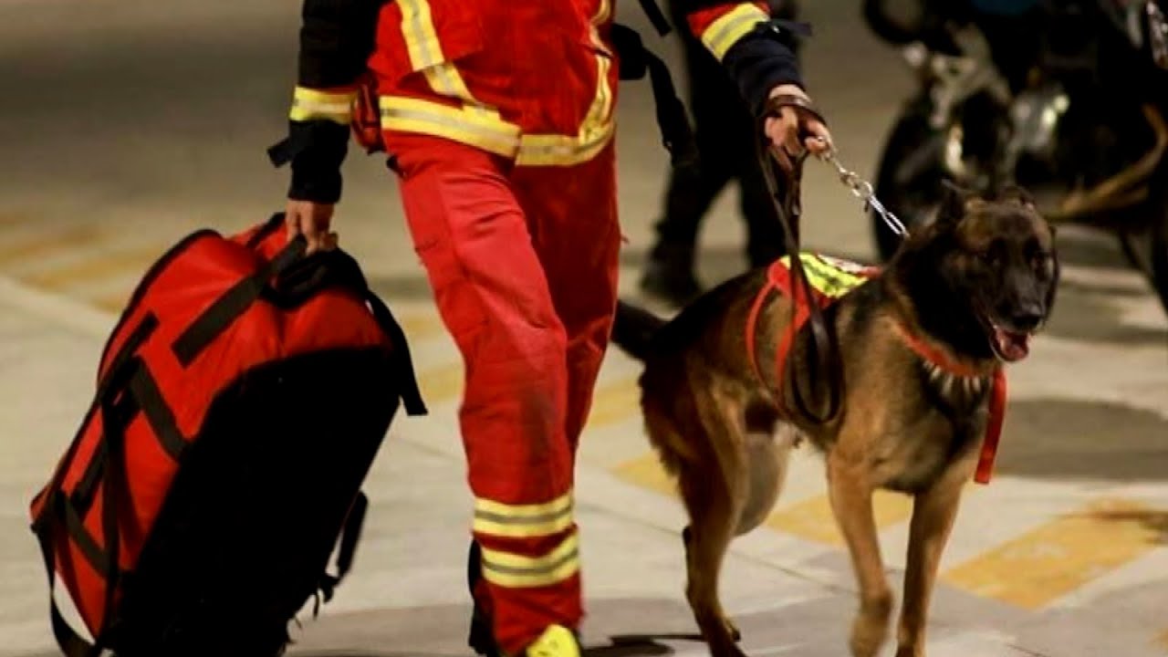 16 Canine Rescuers From Mexico Help After Turkey Earthquake