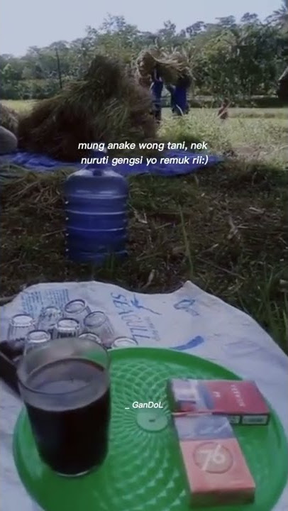 Story WA petani panen padi.