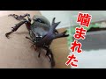 カブトムシ噛まれた痛すぎる ２匹生まれました