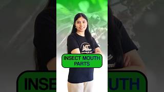 Insect Mouth Parts