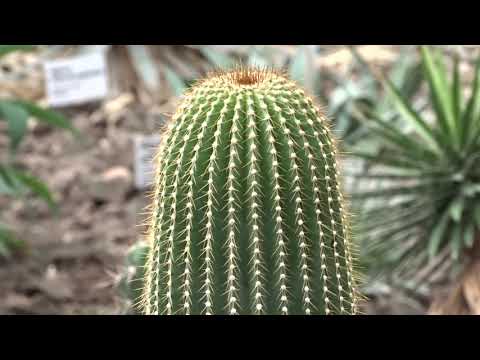 Video: Jsou Kaktusy Jedlé