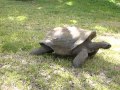 Aldrabra giant tortoise at fort worth zoo