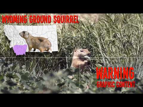 Hunting for Ground Squirrels with the BRK Ghost using the 22 caliber SLLUG Barrel!