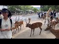 観光客は手で鹿に水を与えています。愛情たっぷり ❤️‍🔥Nara Park deer 🦌 in japan #narapark
