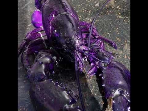 Blue Lobster Jumpscare But It Isn T Scary Purple Lobster