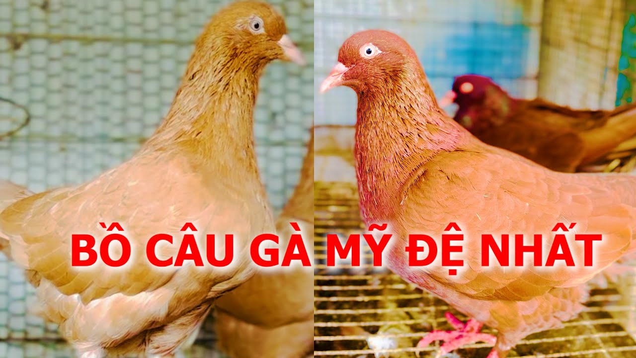 Đua nhau săn lùng Bồ câu Gà Mỹ khổng lồ, đẹp nhức nách, được nuôi nhiều nhất hiện nay