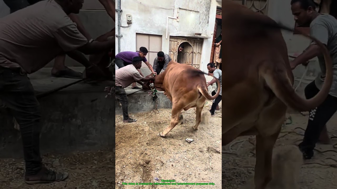 Qurbani Day 1 Highlights 🐐 | Eid ul Adha 2026 Best Qurbani Scenes in Pakistan 🇵🇰