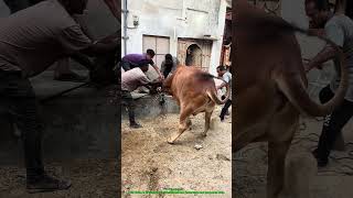 Qurbani Day 1 Highlights ๐ | Eid ul Adha 2026 Best Qurbani Scenes in Pakistan ๐ต๐ฐ Qurbani Day 1 Highlights ๐ | Eid ul Adha 2026 Best Qurbani Scenes in Pakistan ๐ต๐ฐ