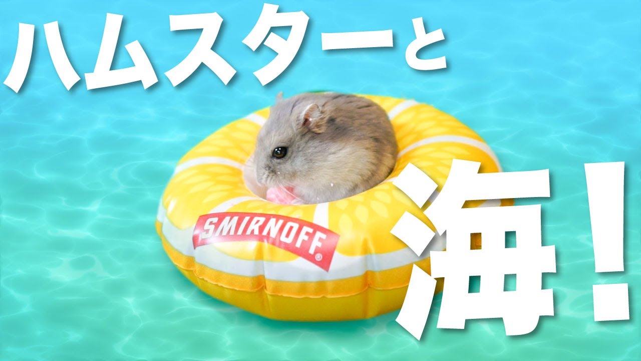 ハムスターも海で泳ぎたい うきわでプカプカ夏を満喫 最近暑すぎ Youtube