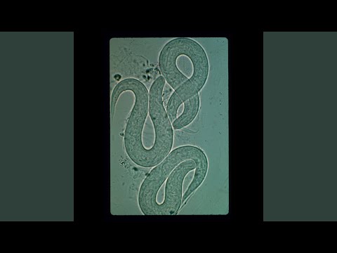 Run Dust — Poorly Insulated