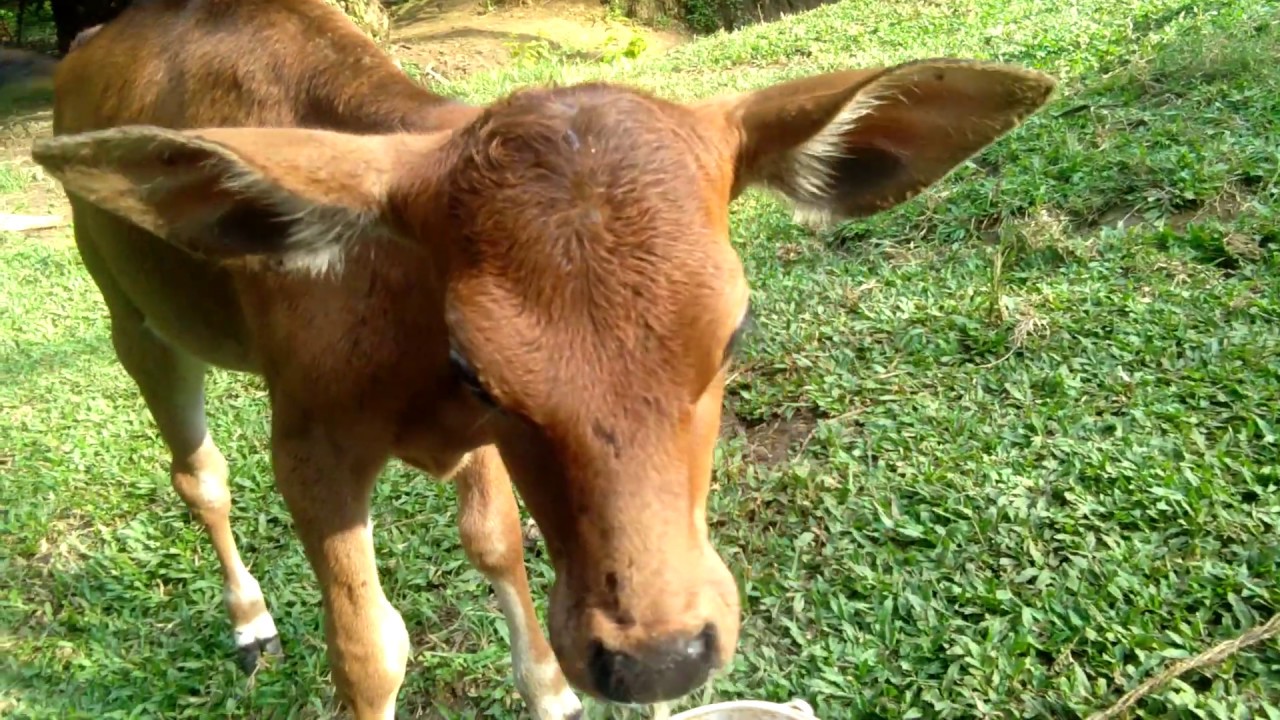 Perawatan anak  sapi  YouTube