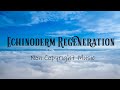 Echinoderm Regeneration   Jingle Punks - Non Copyright Music - Free Download Music