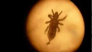 Terezkine Domace Zvieratko