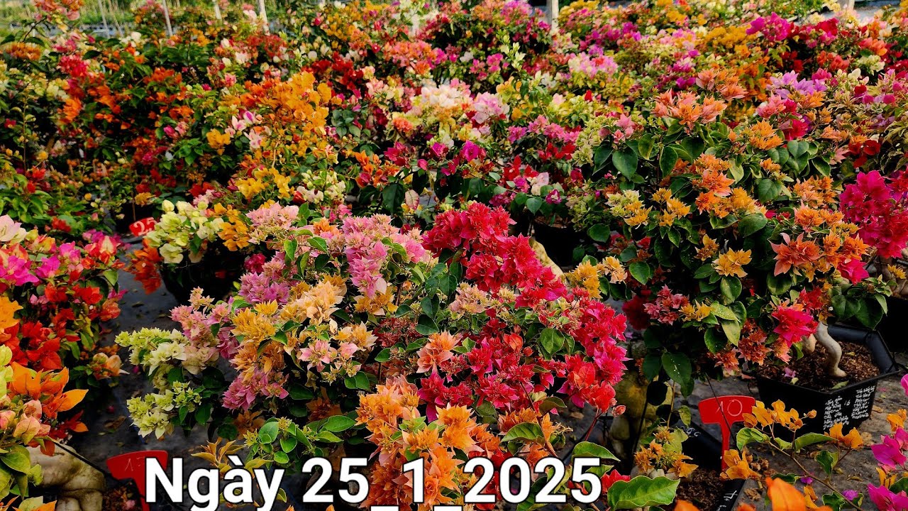 CN 25_1 hoa giấy nhiều màu Chào bán giá tốt ☎️0842 611 244. CTMT 