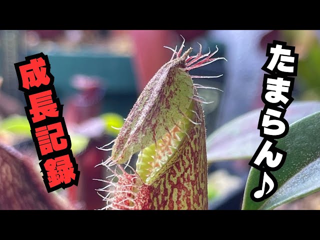 Growth Record] Introducing the September progress of our Highland
