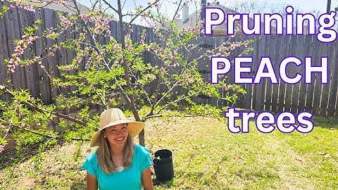 The importance of pruning PEACH trees for maximum production