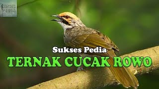 HOW TO SUCCESSFULLY BREED CUCAK ROWO BIRDS FOR BEGINNERS