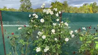 White Iceberg            Rose series 2021