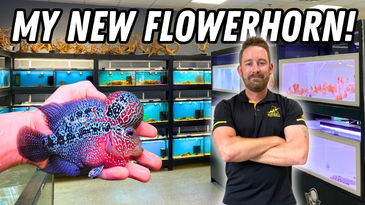 Buying a Beautiful Flowerhorn from Incredible Cichlid Store!