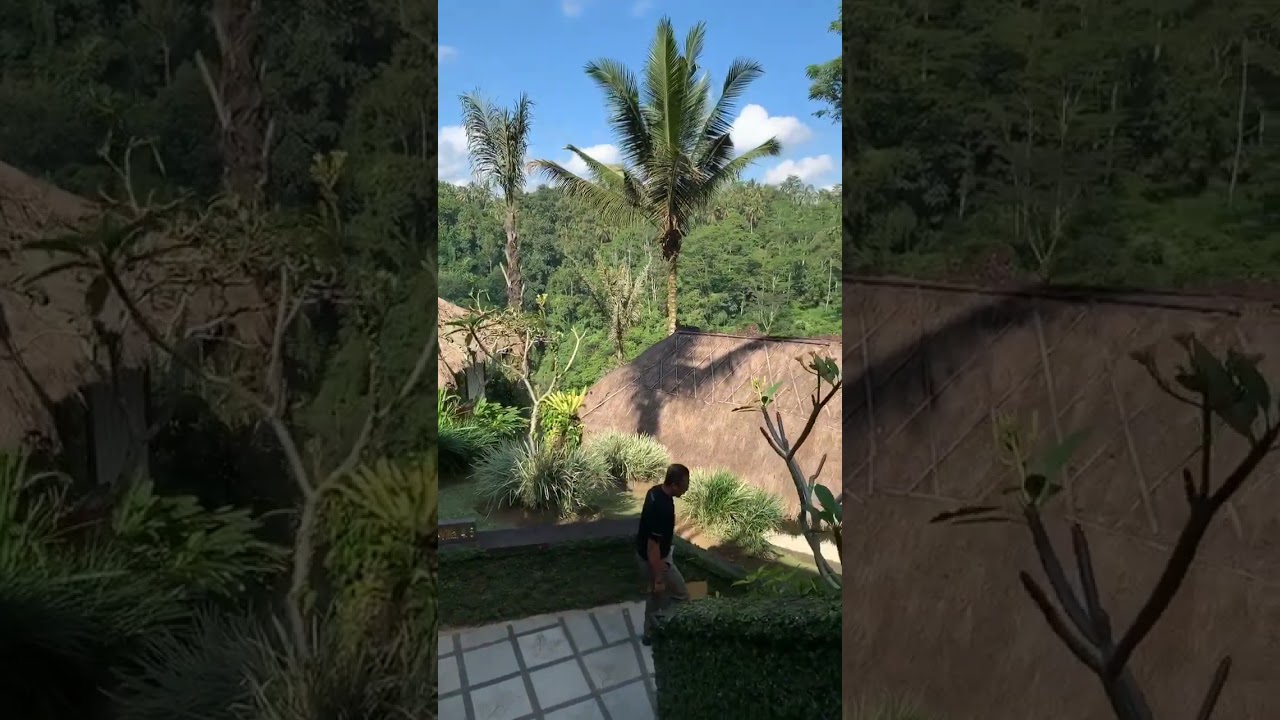 Secret jungle villa view steals the show 