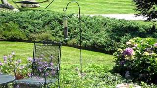 Squirrel versus WD-40