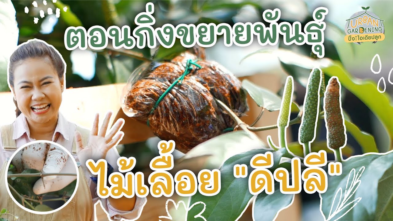 3 ขั้นตอนขยายพันธุ์ไม้เลื้อย "ดีปลี" ด้วยวิธีตอนกิ่ง | Urban Gardening ปิ๊ง! ไอเดียปลูก