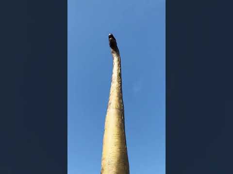 Brachiosaurus 🦕 The