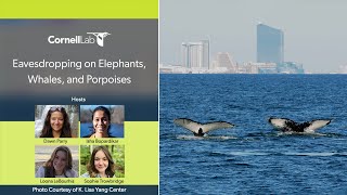 Eavesdropping on Elephants, Whales and Porpoises: Conservation Around the Globe through Animal Sound