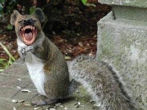 Barking Squirrel (rabid?) - YouTube