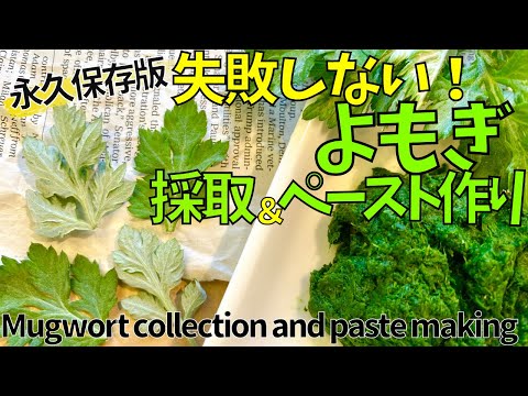 永久保存版！よもぎの見分け方と下ごしらえ　Permanent preservation version! How to distinguish wormwood and preparation