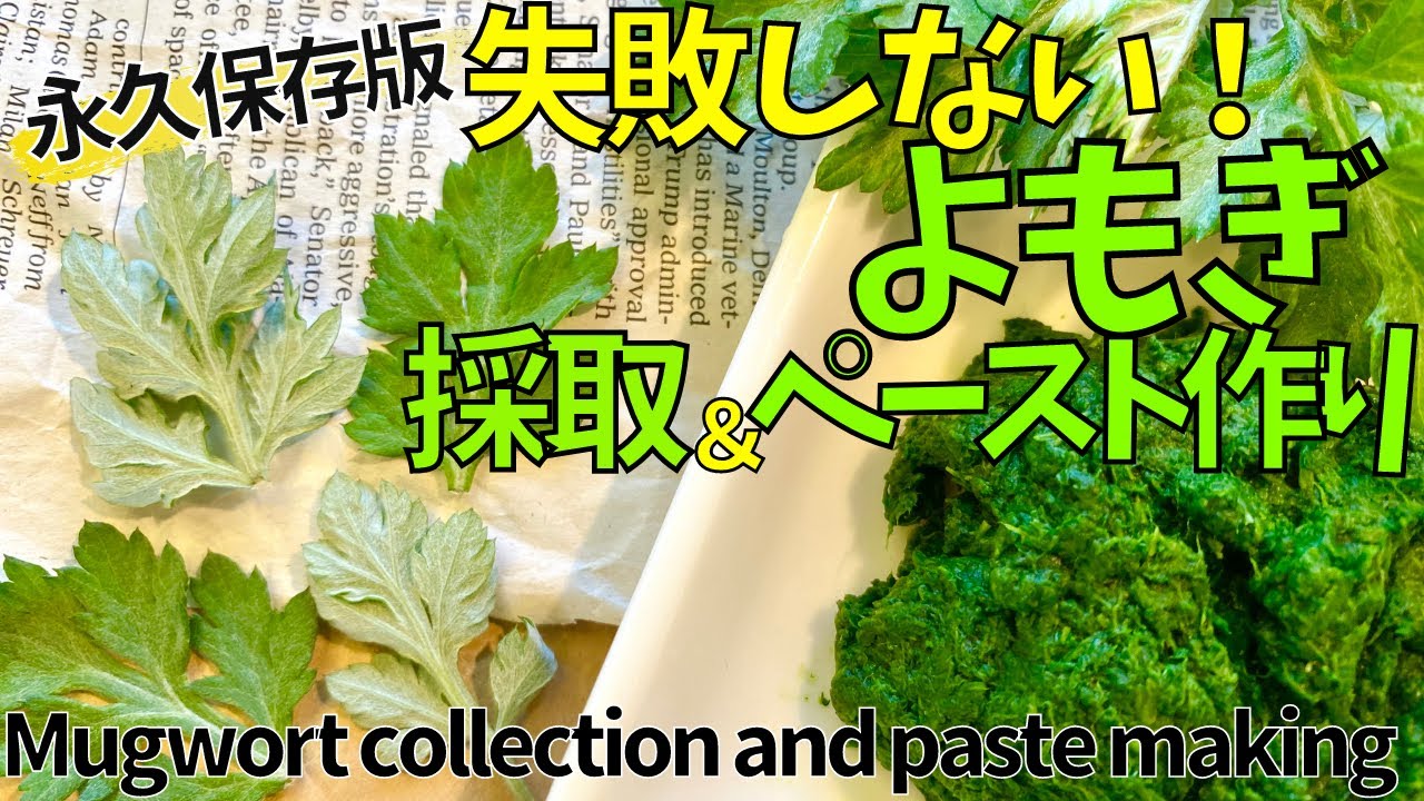 永久保存版 よもぎの見分け方と下ごしらえ Permanent Preservation Version How To Distinguish Wormwood And Preparation Youtube