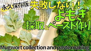永久保存版！よもぎの見分け方と下ごしらえ　Permanent preservation version! How to distinguish wormwood and preparation