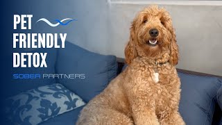 Sober Partners: A Pet-Friendly Treatment Center 🐾
