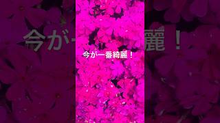 芝桜が満開！　　　　　　　　　　　　　　　　　　#芝桜#満開#綺麗 #素敵#shortsyoutube #shortsfeed #60代 #shorts