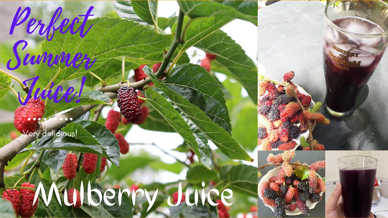 Mulberry Juice YouTube