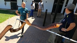 Catching A Deadly Boomslang In The Horses Stable