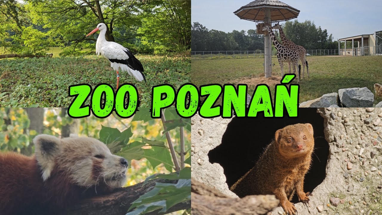 ZOO POZNAŃ - Nowe ZOO - YouTube