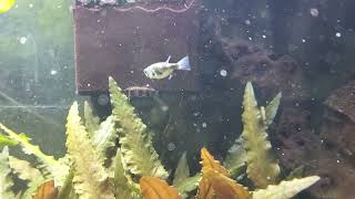 The planted tank and puffers moved by Cohen Menagerie 33 views 11 months ago 2 minutes, 28 seconds